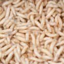 numerous maggots