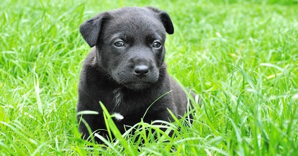 https://www.pexels.com/photo/dog-puppy-small-dog-animal-portrait-59988/