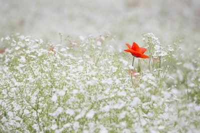 white flowers, red flower, color contrast.