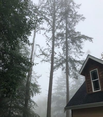 Fog, trees, partial house