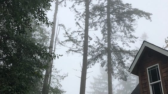 Fog, trees, partial house