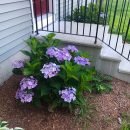 Porch steps, purple hydrangeas