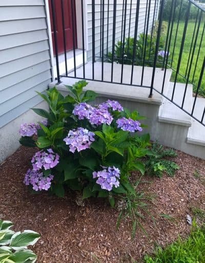 Porch steps, purple hydrangeas