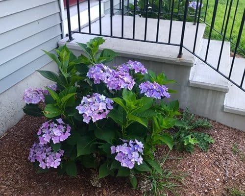 Porch steps, purple hydrangeas