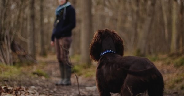Dog and woman on a nature path