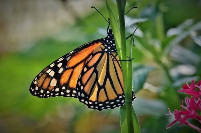 Do Butterflies Symbolize A Deeper Meaning Coffee House