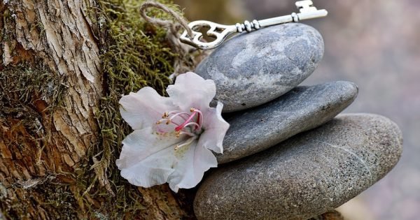 stones balanced with wild rose