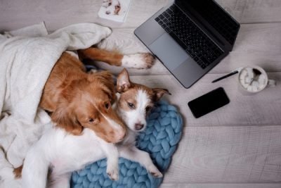 Two dogs, coffee, computer