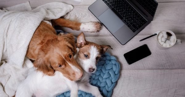 Two dogs, coffee, computer