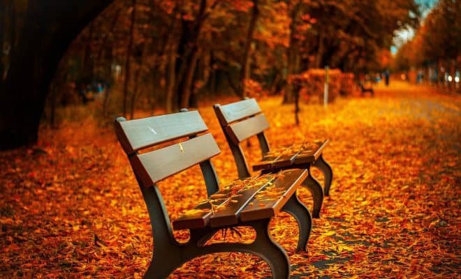 benches in autumn
