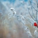 cardinal on a frosty tree