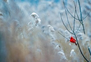 cardinal on a frosty tree