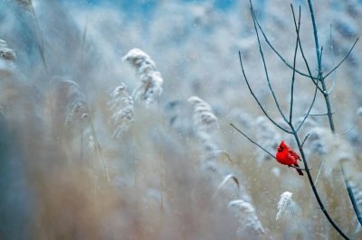 cardinal on a frosty tree