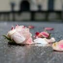 damaged pink rose
