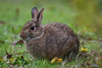 Picture of Eastern Cottontail Rabbit