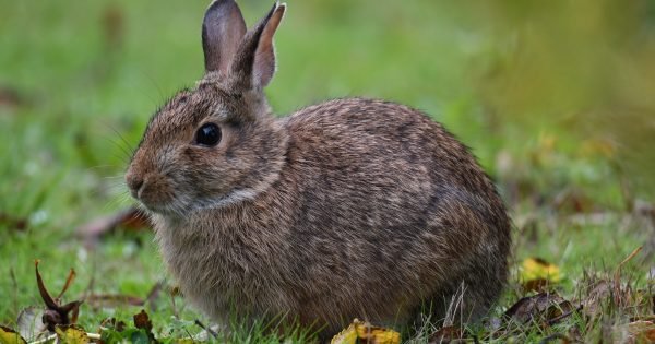 Picture of Eastern Cottontail Rabbit