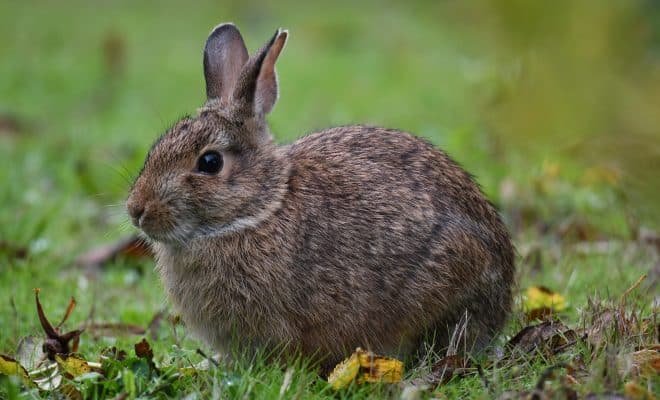 Picture of Eastern Cottontail Rabbit