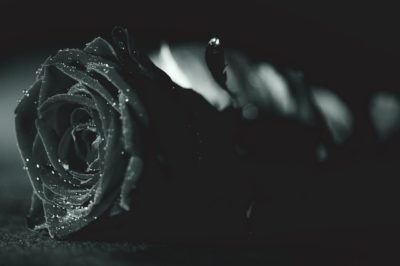 A black and white photo of a black rose laying on a textured black surface.