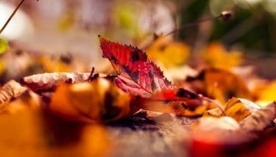 Autumn Leaves