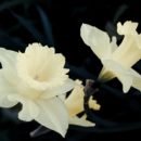 Stylized photo of daffodils