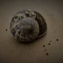 Sleeping Snail