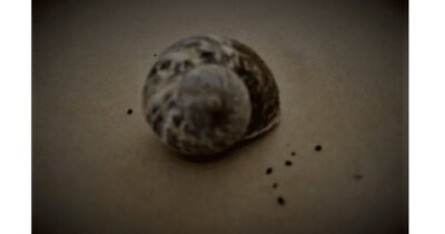 Sleeping Snail