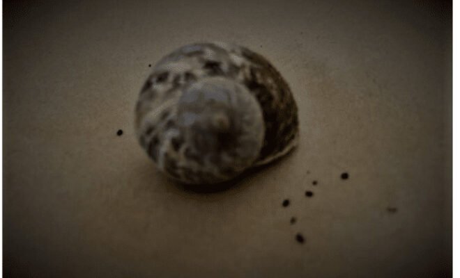 Sleeping Snail