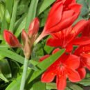 Red Lilies