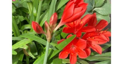 Red Lilies