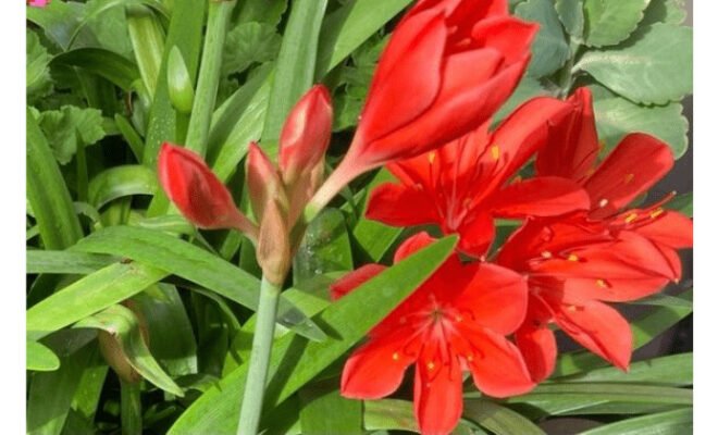 Red Lilies
