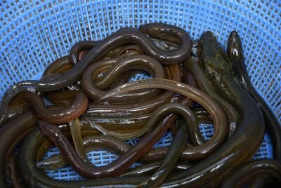Freshwater Eels