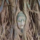 Statue wrapped in vines