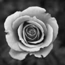 black white photo of a rose with imperfect petals