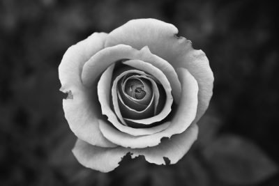 black white photo of a rose with imperfect petals