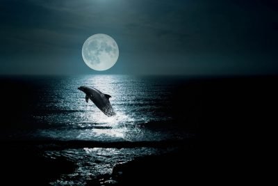 Image of a dolphin in the ocean jumping in front of a full moon
