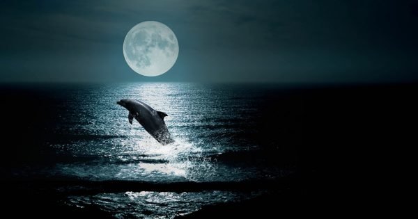 Image of a dolphin in the ocean jumping in front of a full moon