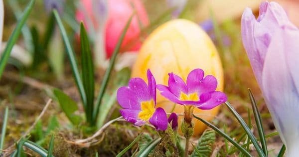 Easter eggs behind flowers