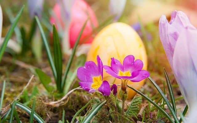 Easter eggs behind flowers
