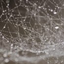 Droplets on a spider's web precious moments