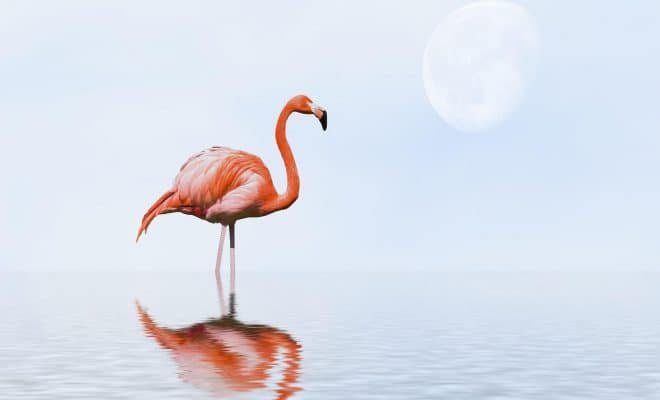 beach island flamingo