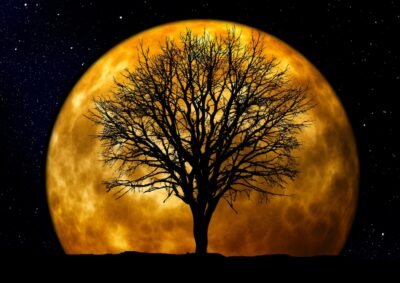 Tree in front of a golden moon