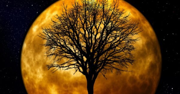 Tree in front of a golden moon