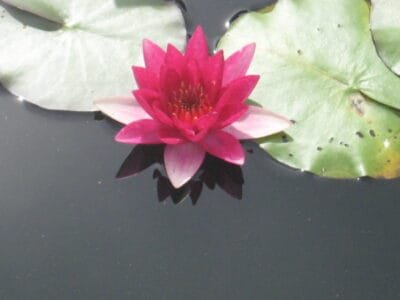 Red lotus