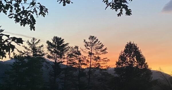 Trees silhouetted against a brightening sky