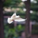 Free spirited Dove