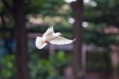 Free spirited Dove