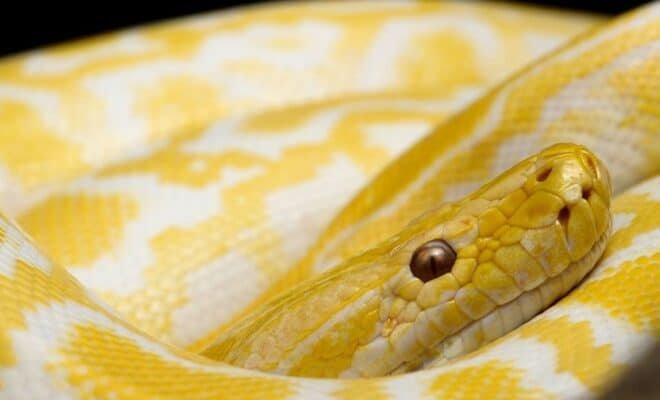 yellow and white snake