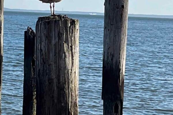 bird perched on post