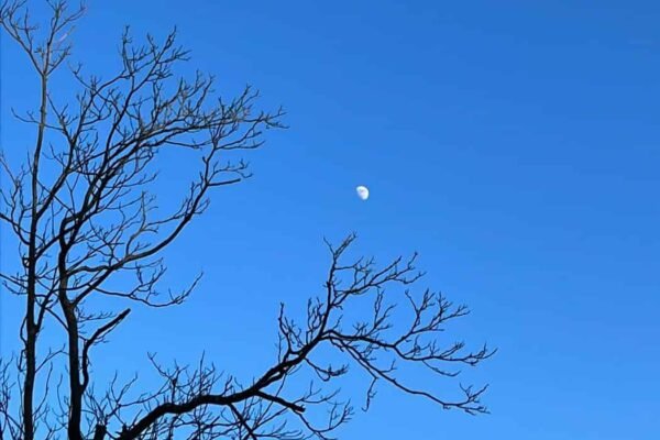 Moon peaking among branches