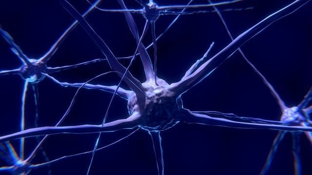 Neurons, Brain, nerves